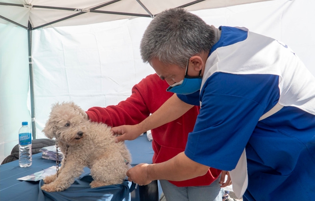 San Isidro: Dónde vacunar mascotas esta semana