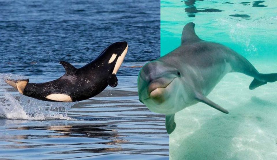 23 de julio Día Mundial de las Ballenas y los Delfines