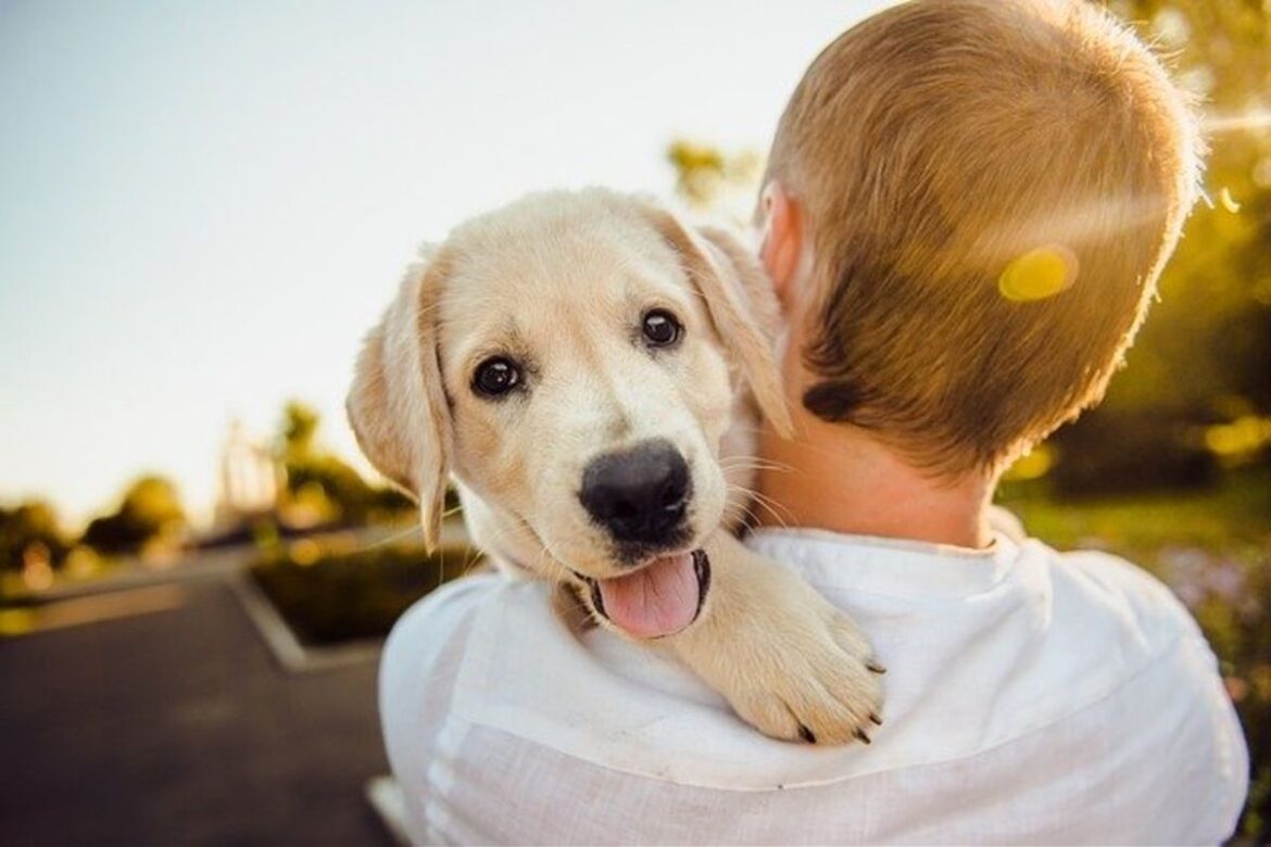 Celebran el Día Mundial del Perro y concientizan sobre el abandono de las mascotas