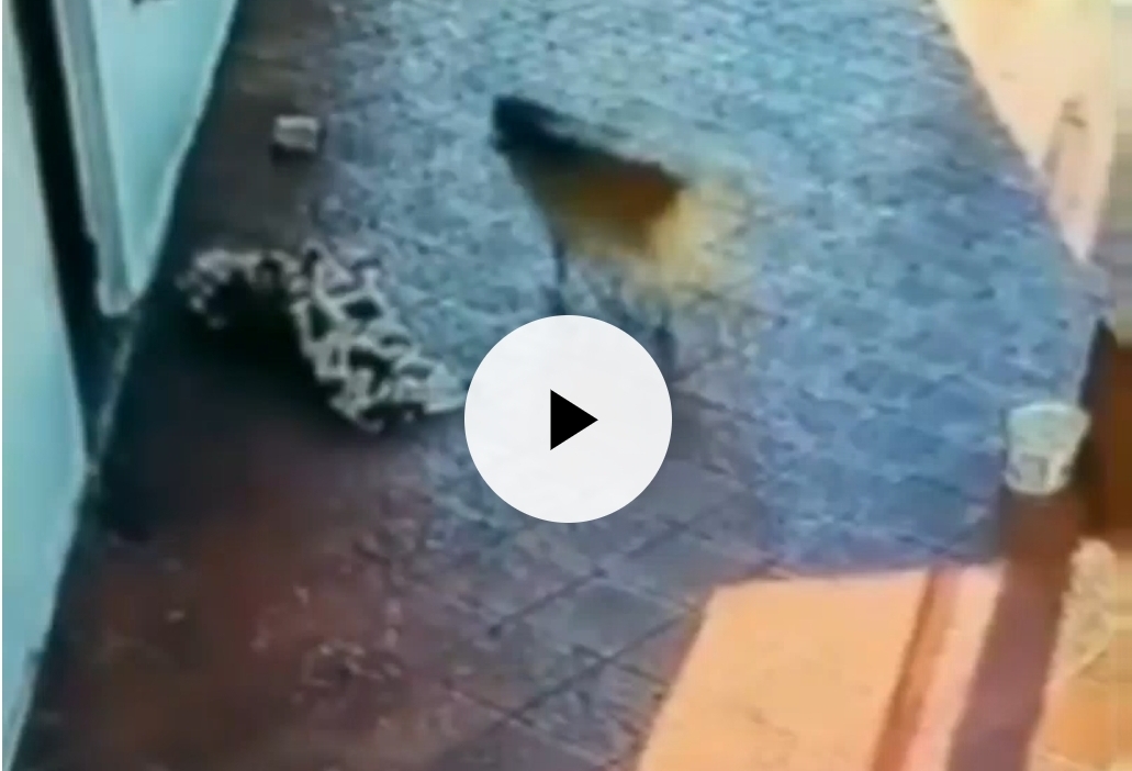 Video: Le robaron la manta a una perra en Ringuelet