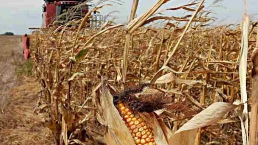 Estiman producción de 5,84 millones de toneladas de maíz en áreas de la Bolsa de Cereales bahiense