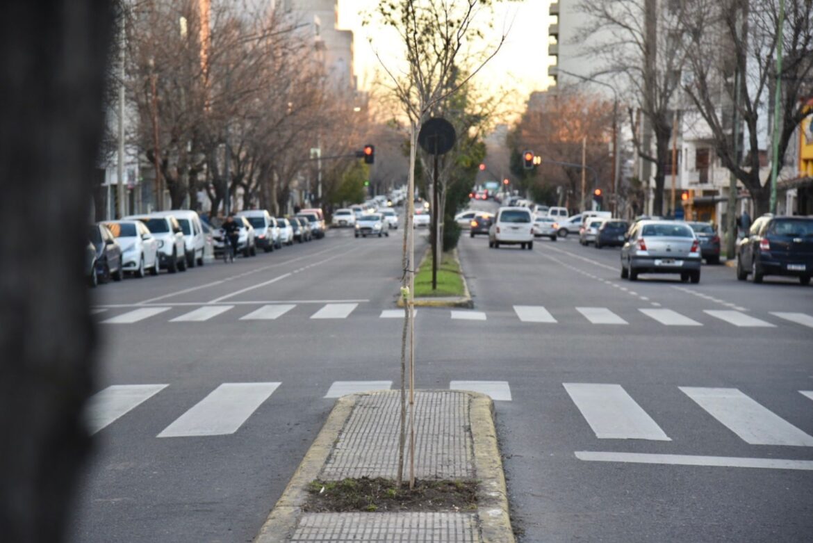 La Plata: Con la plantación de nuevos ejemplares, se completa la forestación en la rambla de avenida 60