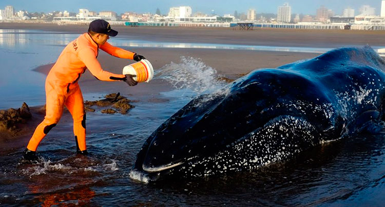 Una «ballena jorobada» apareció muerta al sur de Chubut y piden a la población que no se acerquen