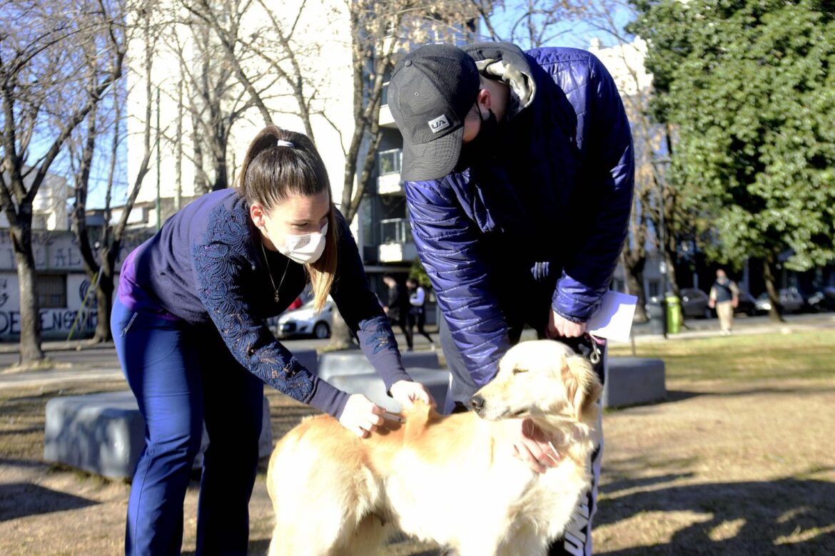 Vecinos de Los Porteños podrán acercar a sus mascotas para aplicarse la vacuna antirrábica gratuita