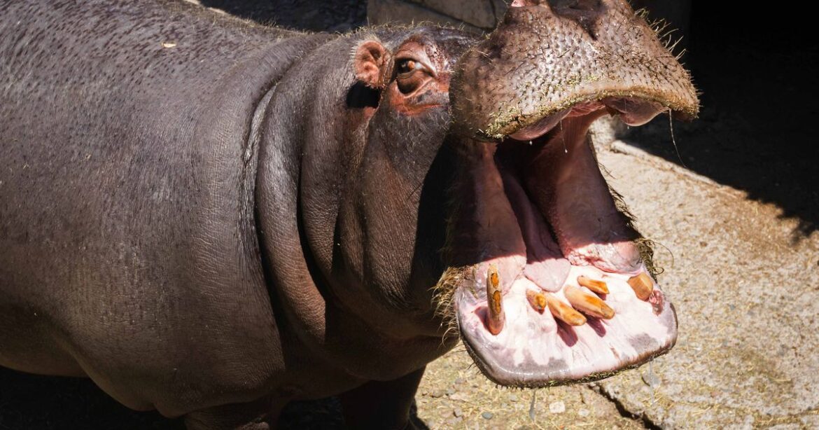 Murió por causas naturales un ejemplar de hipopótamo en el Ecoparque de Mendoza