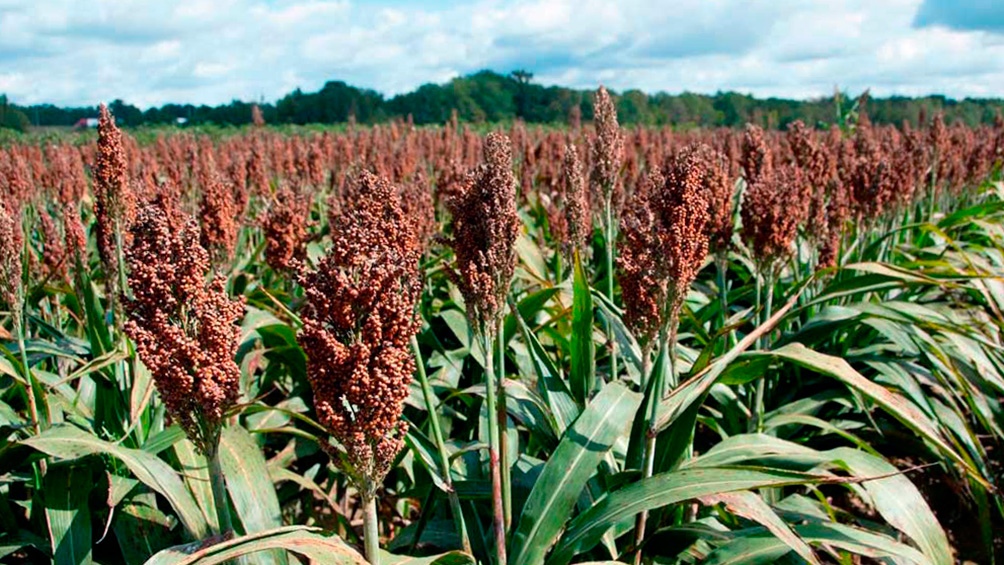 Sorgo: un cultivo histórico que comenzó a recuperar lugar en el agro argentino
