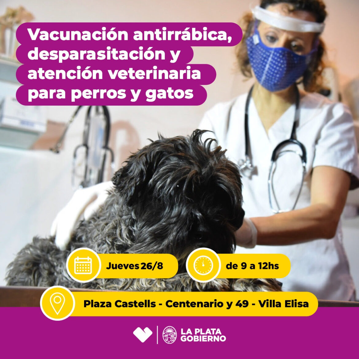 Salud pública y bienestar animal: el consultorio veterinario móvil llega a Villa Elisa