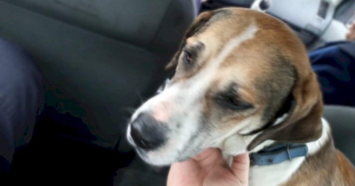 Aberrante violó a su perrita, los vecinos la rescataron y el enfermo intentó secuestrarla
