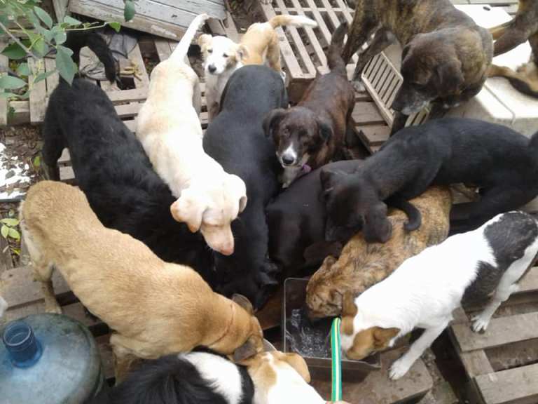 Piden ayuda para 37 perros en un refugio platense