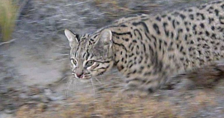 Apareció un gato montés en Bariloche
