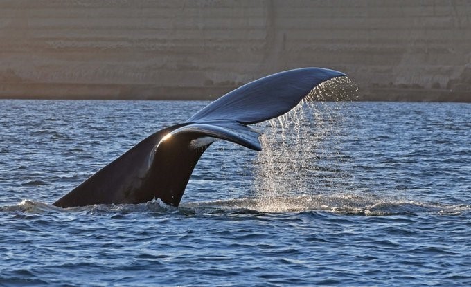 Ejemplar de ballena yubarta murió varado al sur de Chubut y piden a la población que no se acerque