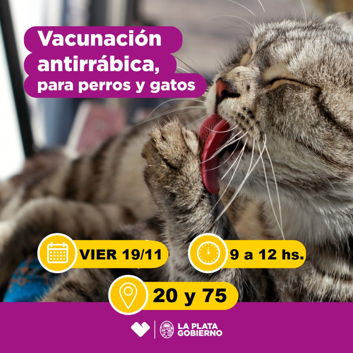 Vacunación antirrábica gratuita para mascotas en Altos de San Lorenzo