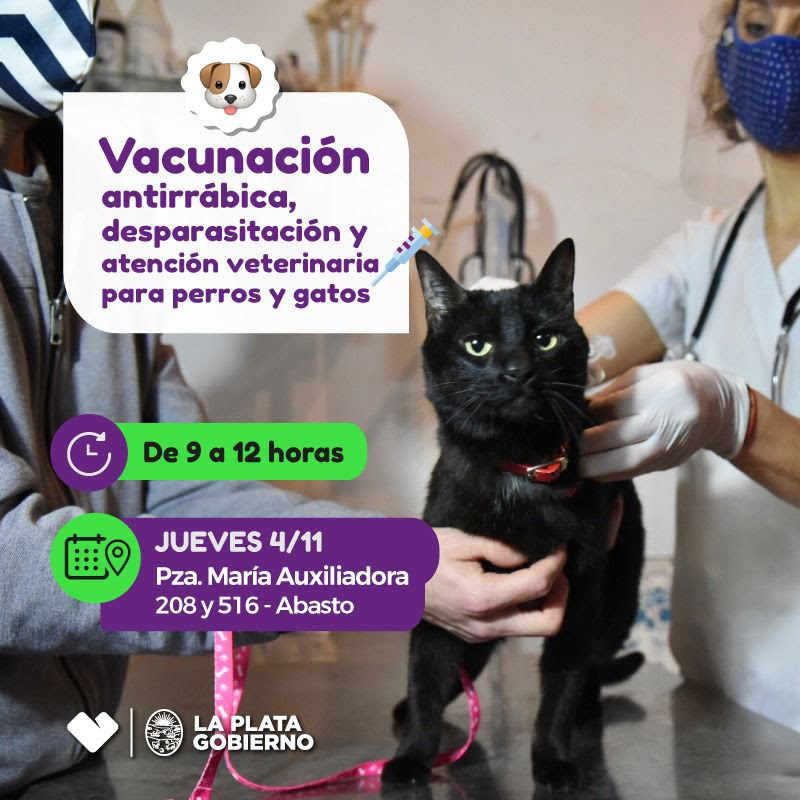 Cuidado animal: Vacunación, desparasitación y atención veterinaria gratuita en Abasto