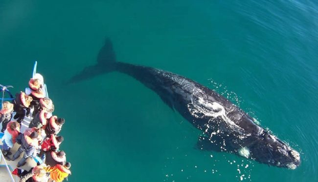 El programa de investigación de ballenas en Península Valdés cumplió 50 años