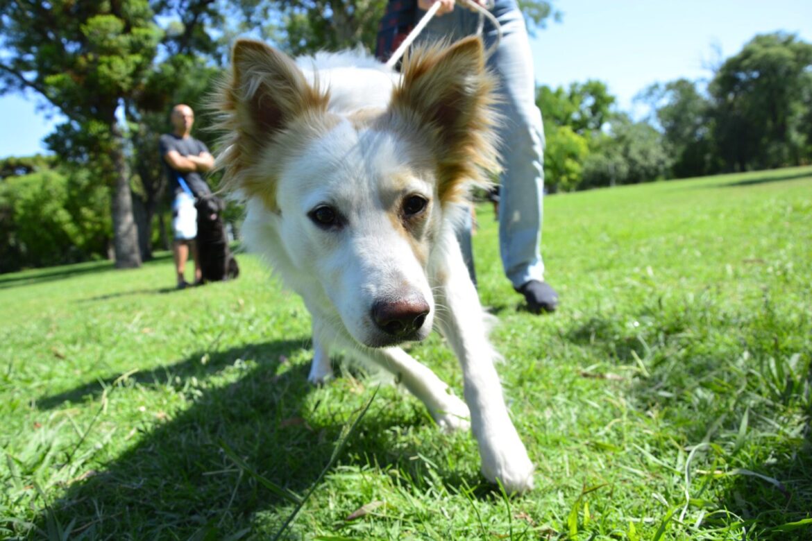 Brindarán una jornada de asistencia veterinaria gratuita en Romero