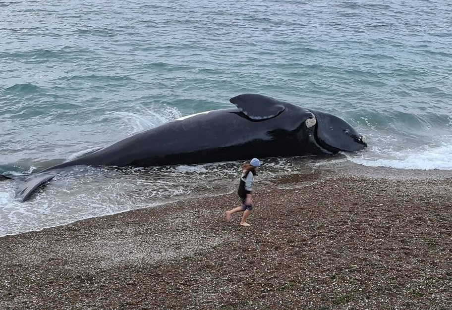 Casi medio centenar de ballenas aparecieron muertas en Península Valdés durante el 2021