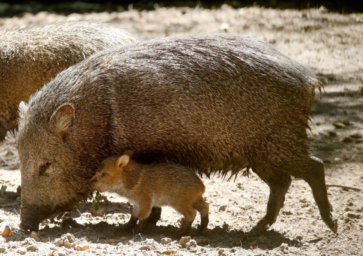 La Plata: El Bioparque local avanza en la conservación y reintroducción de especies amenazadas 