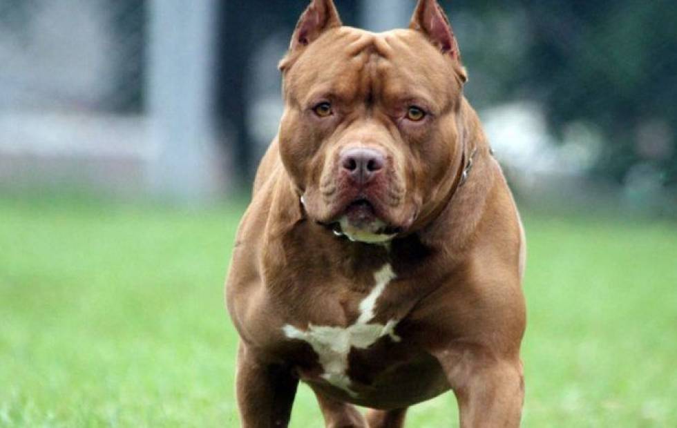 Otra nena internada en el hospital Posadas tras la mordida de un perro de raza Pitbull