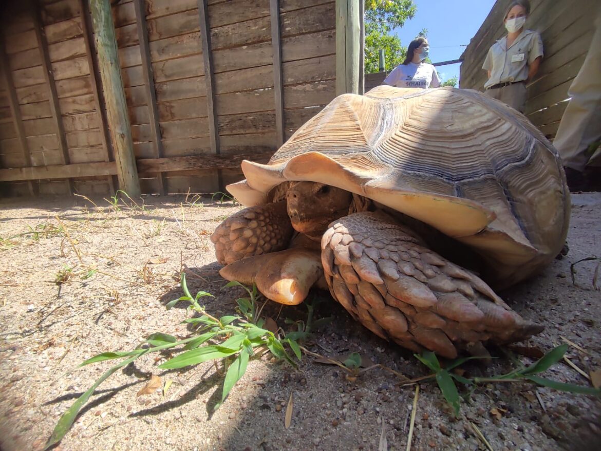 Ambiente rescató una tortuga de 65 kilos en San Rafael y la trasladó a Temaikén