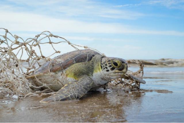 Ambiente participó en la reinserción de cinco tortugas marinas afectadas por basura marina