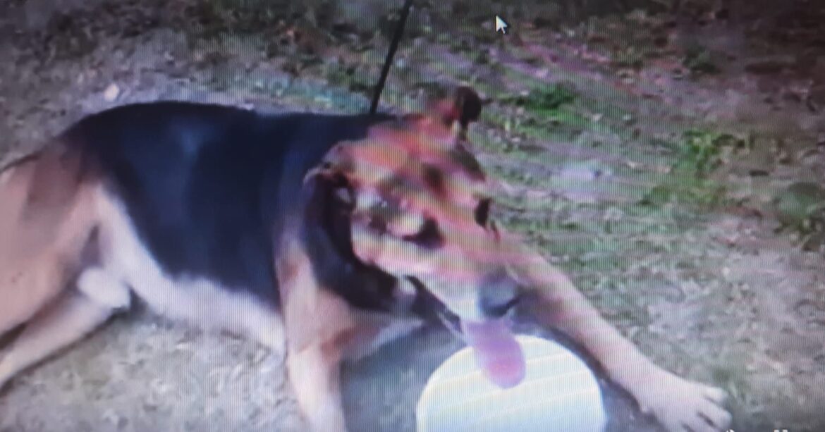 Le dispararon con una ballesta a un perro en Los Hornos