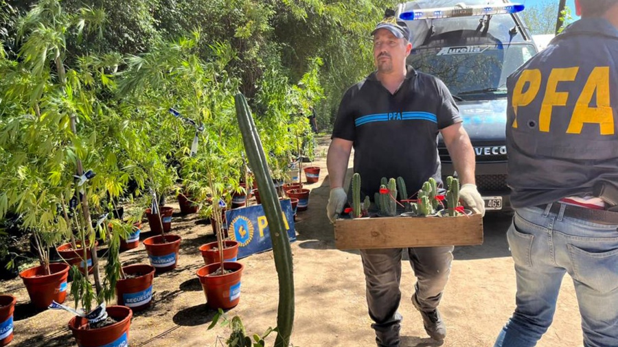 Secuestran al menos 300 cactus alucinógenos en viveros del oeste del conurbano