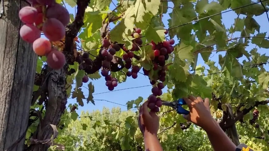 Villa Regina celebra la vendimia rionegrina y proyecta una fiesta de la sidra de alcance nacional