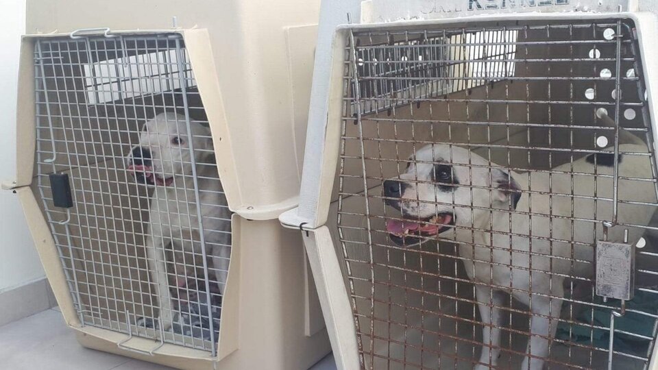 Clausuran criadero ilegal de perros y rescatan animales en estado de maltrato y abandono