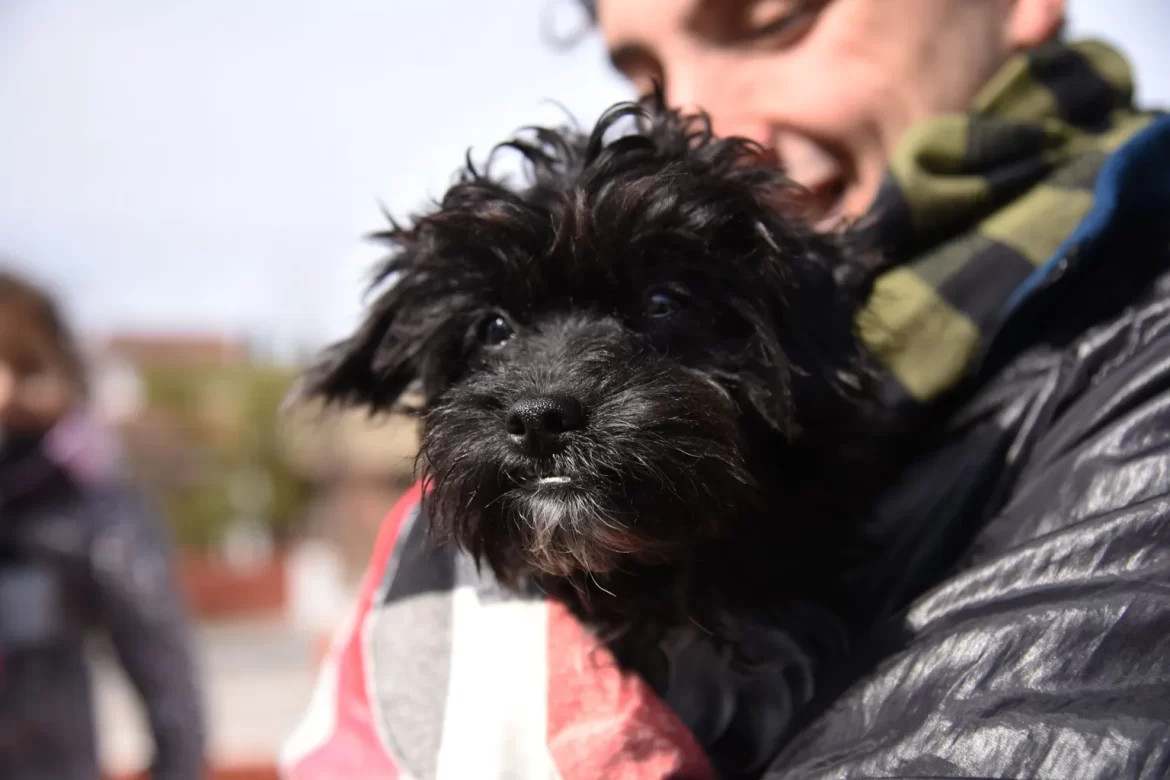 La Plata: Día del Animal, organizan una jornada para promover la tenencia responsable de mascotas