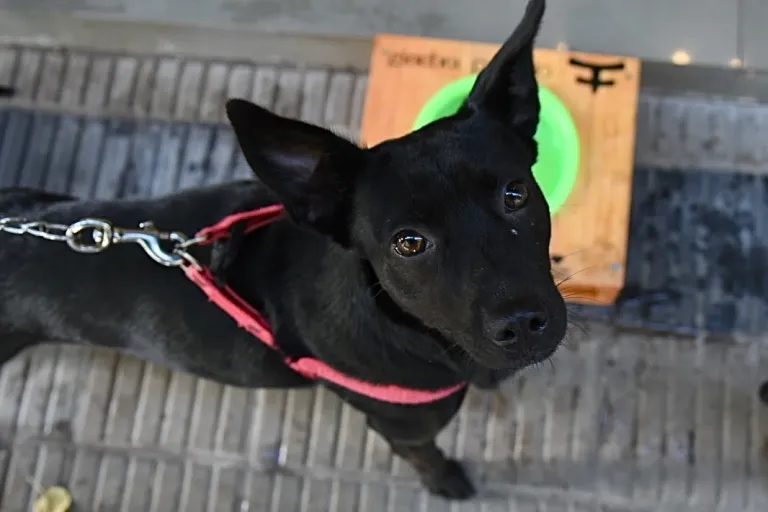La Plata: El municipio instaló bebederos para mascotas en paseos comerciales