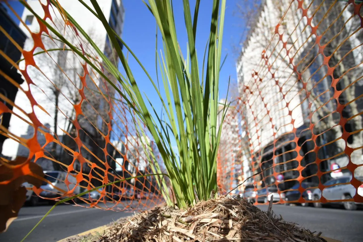 La Plata: Con 600 nuevos ejemplares, encaran la forestación sobre un importante corredor comercial en Avenida 13