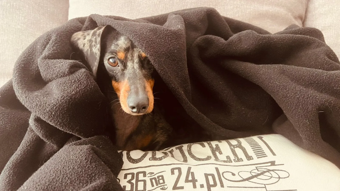 La Plata: Por las bajas temperaturas, el Municipio aconseja extremar los cuidados de las mascotas