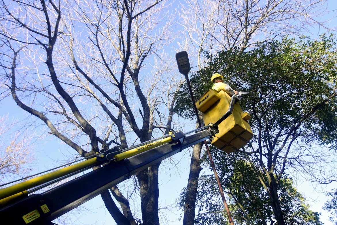 La Plata: Temporada de poda se intervinieron más de ocho mil ejemplares en los barrios