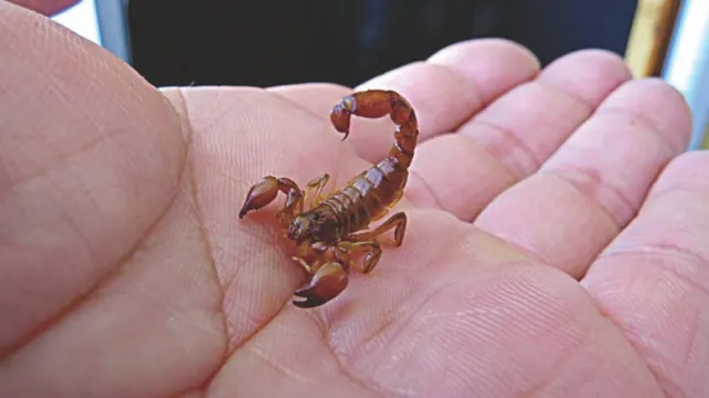 Murió en Santa Fe un niño de cuatro años por picadura de alacrán