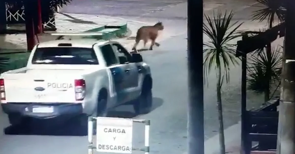 Villa Gesell: en rastrillajes nocturnos no se encontró al puma y estiman que ya volvió a su hábitat
