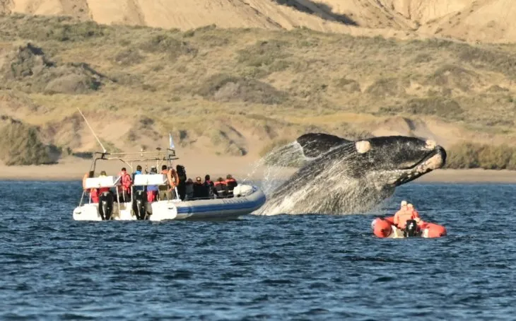 Registraron 1.031 ballenas en los alrededores de Península Valdés