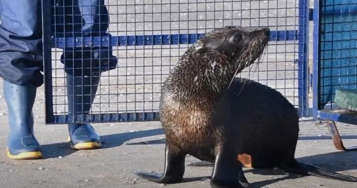 Devuelven al mar un lobo marino rescatado en el Riachuelo