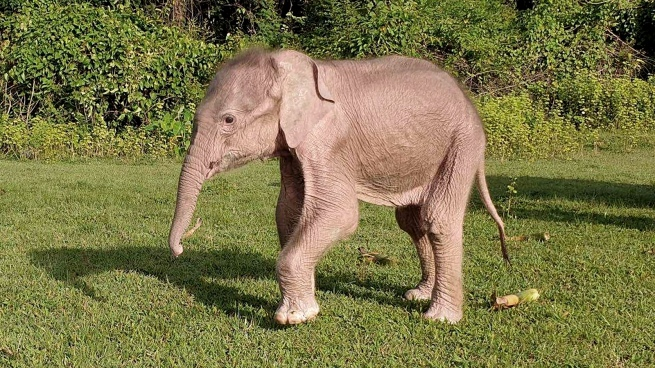 Nació en Myanmar un inusual elefante blanco