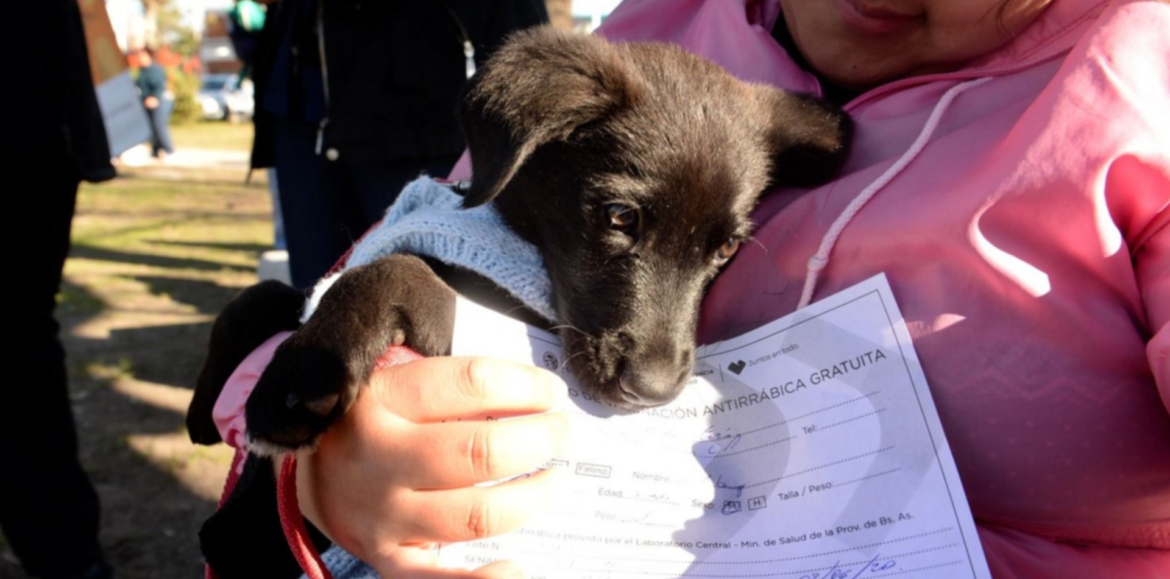 La Plata: Día Mundial contra la Rabia en lo que va del año, el Municipio ya vacunó a más de 10 mil mascotas