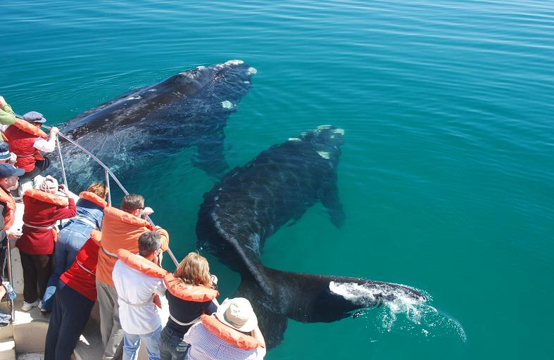 El último relevamiento aéreo sobre Península Valdés arrojó un récord de ballenas registradas