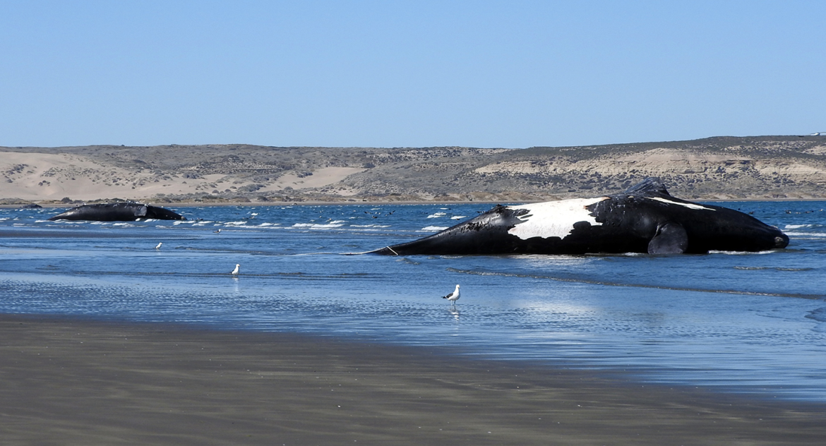 Chubut: ya son 30 las ballenas muertas en el Golfo Nuevo