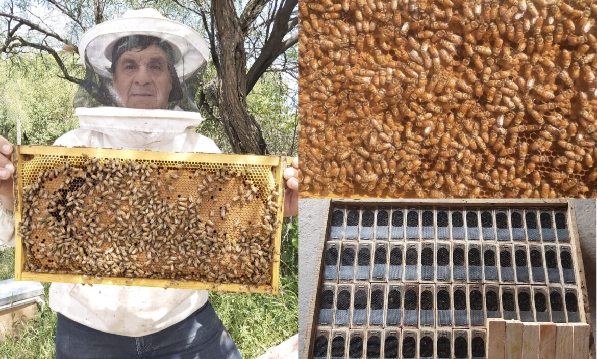 Otorgan créditos sin interés a pequeños productores apícolas de Santa Fe