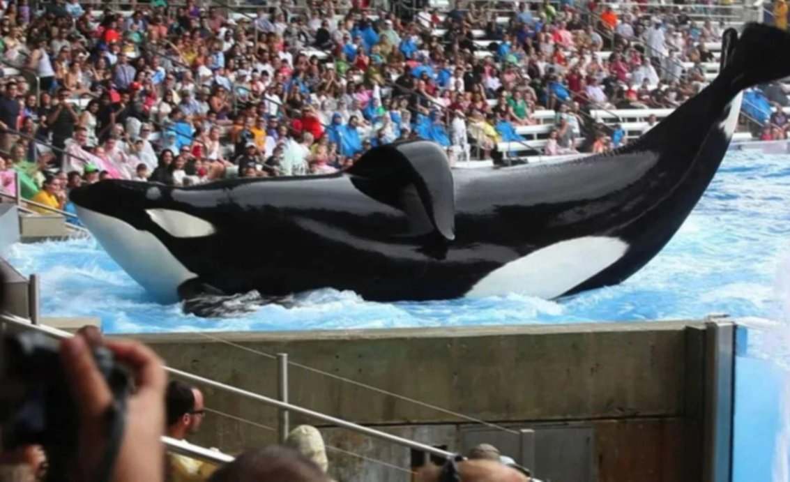 Presentan un proyecto de ley para prohibir espectáculos de animales marinos en cautiverio