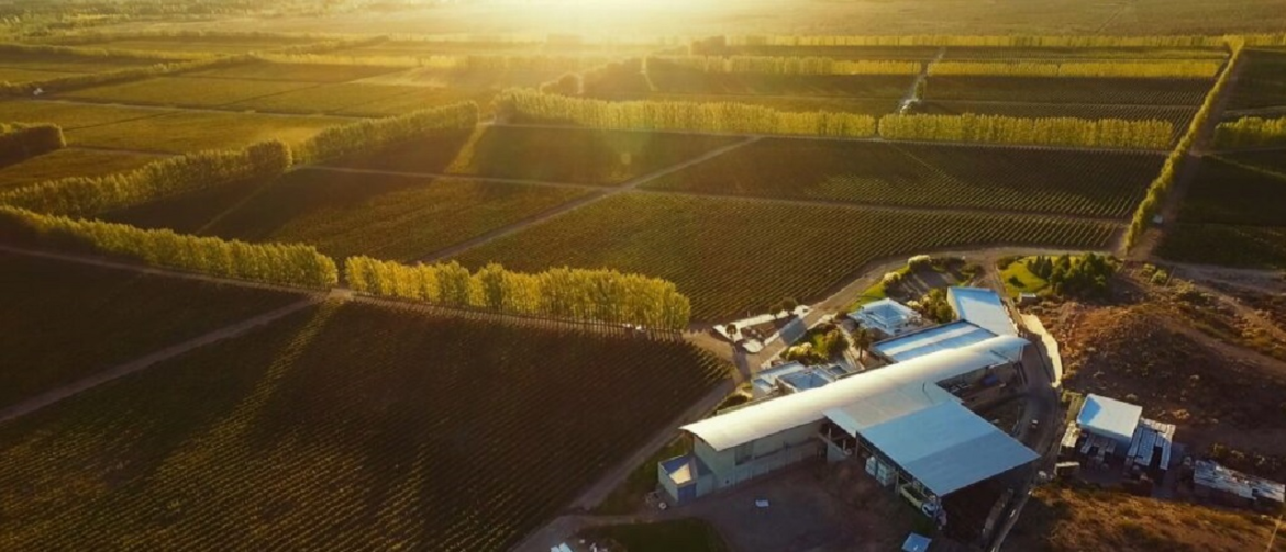 Con nuevas bodegas, relanzan el polo vitivinícola turístico de Neuquén
