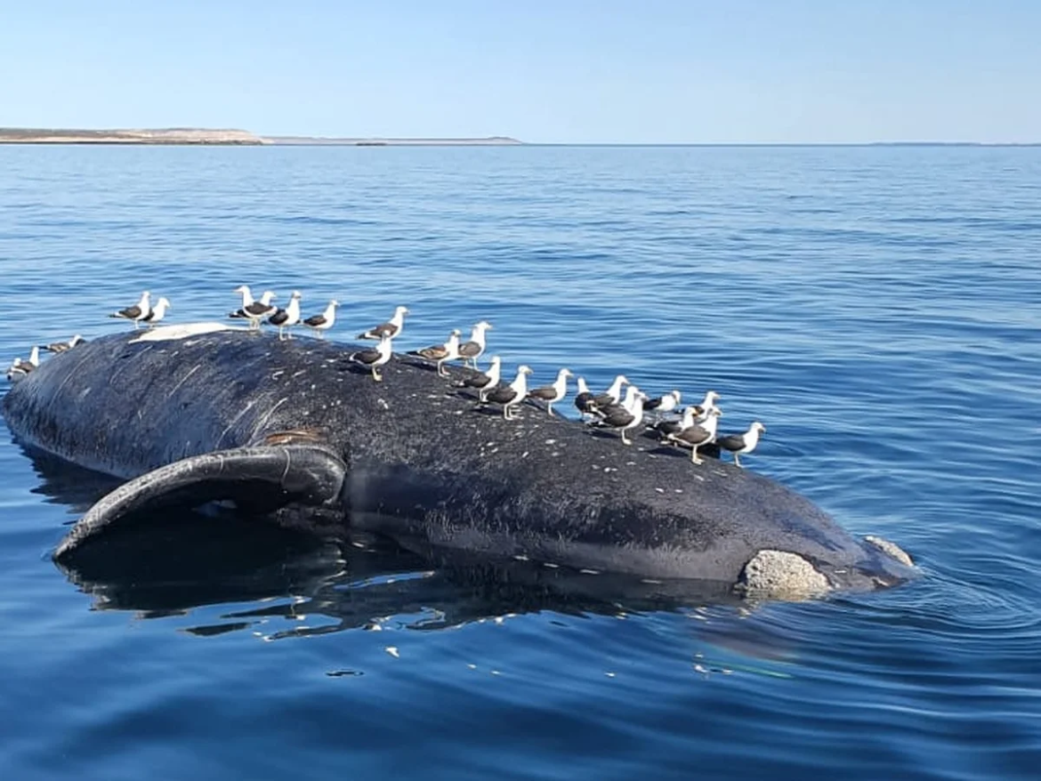 Tras la muerte de 13 ballenas confirman que el agua de Puerto Pirámides es apta para el consumo