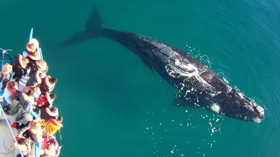La temporada de ballenas fue la mejor de los últimos 15 años