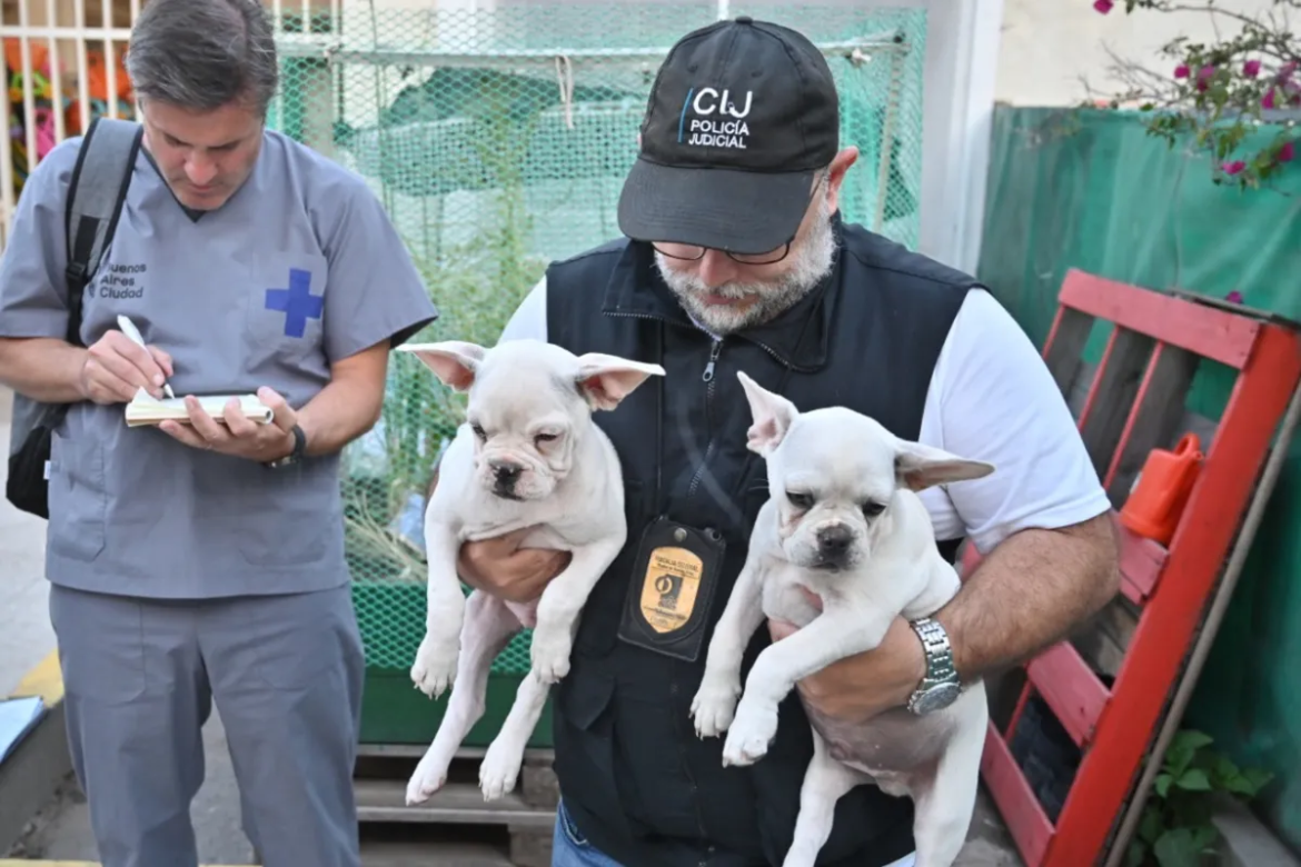 Tras un allanamiento rescatan 17 perros en un criadero ilegal