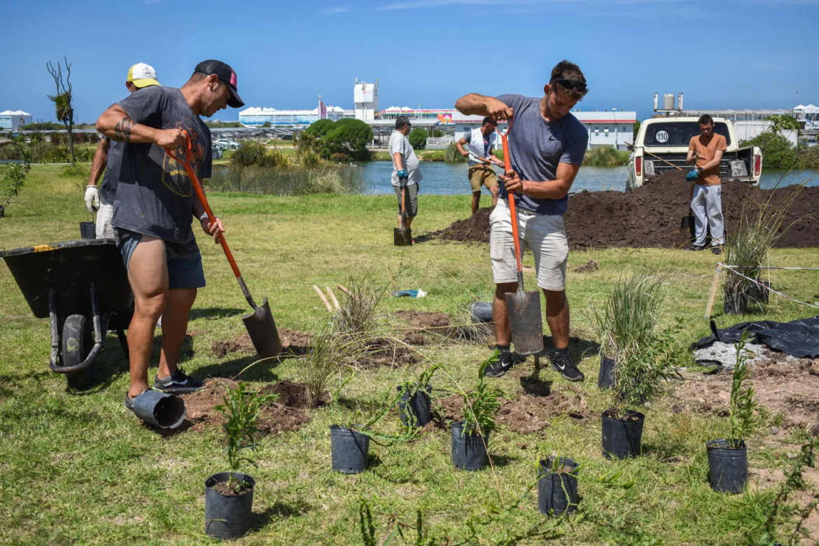Mar del Plata: Plantaron 330 ejemplares de nativas en el Complejo Punta Mogotes