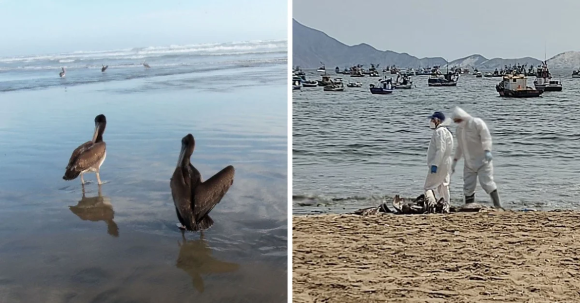 Alerta sanitaria en Perú: mas de 13 mil de pelícanos muertos en las playas por un brote de gripe aviar