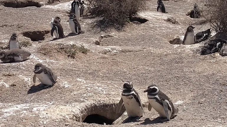 Imputarán al responsable de haber pasado una topadora sobre nidos de pingüinos en Chubut